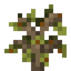Sweet Chestnut Sapling