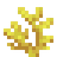 Horn Coral