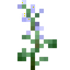 Sage