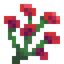 Carnation