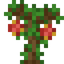 Rambutan Sapling