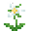 White Trillium