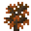 Orange Maple Sapling