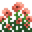 Salmon Poppy Bush