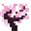 Cherry Sapling