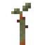 Date Palm Sapling