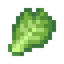 Cabbage Leaf