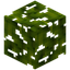 Sugar Apple Leaves