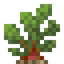 Sea Beet