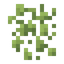 Duckweed