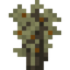 Olive Sapling