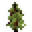 Bull Pine Sapling