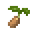Ginger Seed
