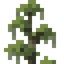 Cypress Shrub