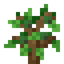 Avocado Fruit Sapling