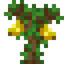 Banana Sapling
