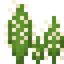 Golden Spined Cactus