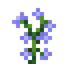 Blue Sage
