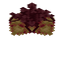 Witch Hazel Blossom