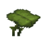 Big Dripleaf