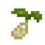 Onion Seed