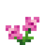 Saxifrage