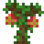 Dragonfruit Sapling