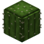 Barrel Cactus