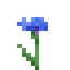 Cornflower