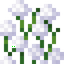Tall White Allium