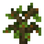 Granny Smith Apple Sapling