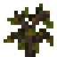 Satsuma Sapling
