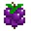 Sourceberry