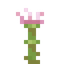 Protea