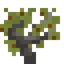 Flowering Crabapple Sapling