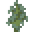 Teak Sapling