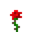 Alpha Rose