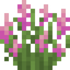 Pink Lupine