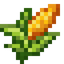 Maize