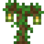 Starfruit Sapling