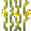 Yellow Glowcane Shoot