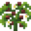 Wild Coffee
