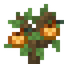 Apricot Sapling