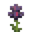Black Iris