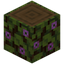 Flowering Spruce Log