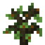Grapefruit Sapling
