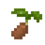Sweet Potato Seed