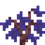 Indigo Jacaranda Sapling