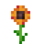 Orange Daisy