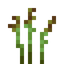 Wild Asparagus